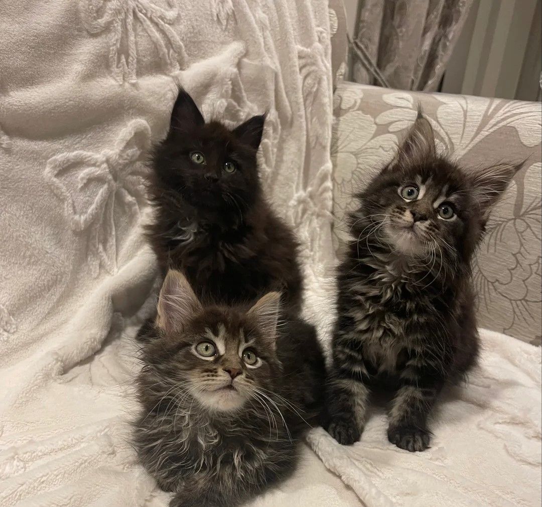 Maine Coon Kätzchen