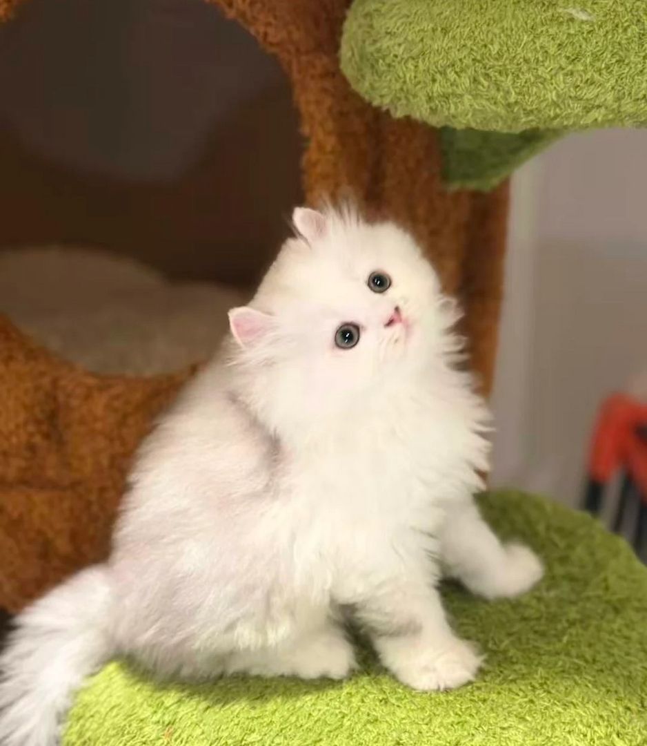 Wunderschöne und seltene Munchkin-Kätzchen