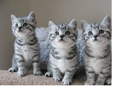 BKH Britisch Kurzhaar Katzen mit Stammbaum