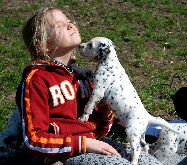 Reinrassiger Dalmatiner Welpen