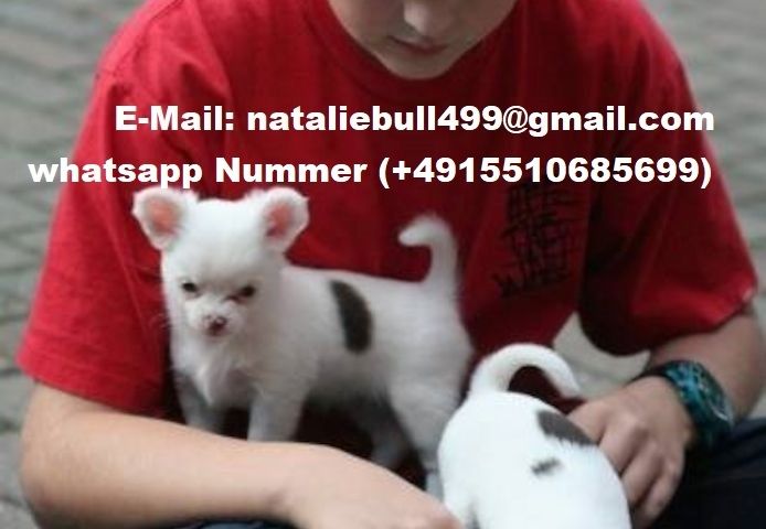 Super süße MINI chihuahua welpen mit Papieren