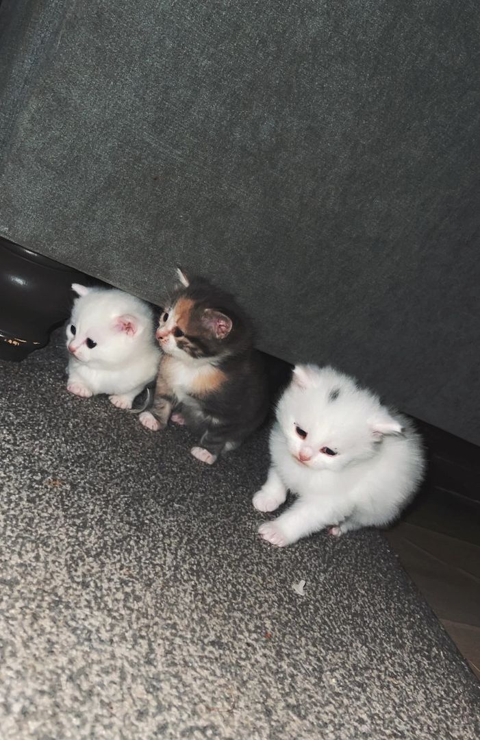 Türkische Angorakatzen zu verkaufen