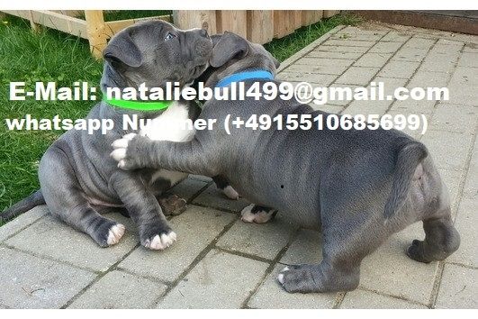 Gesund Pitbull Blueline welpen