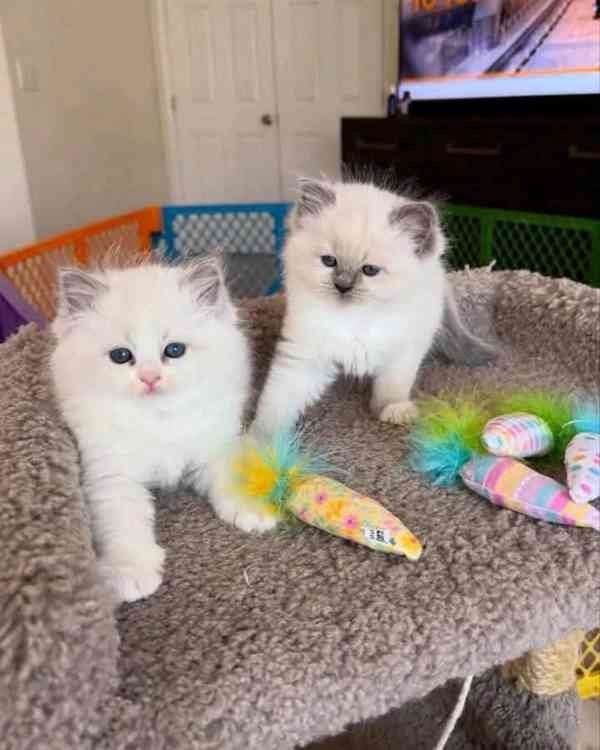 Ragdoll-Kätzchen