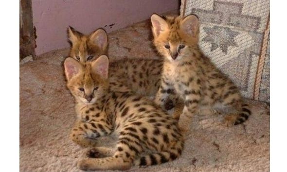 Savannah und Karakalkätzchen