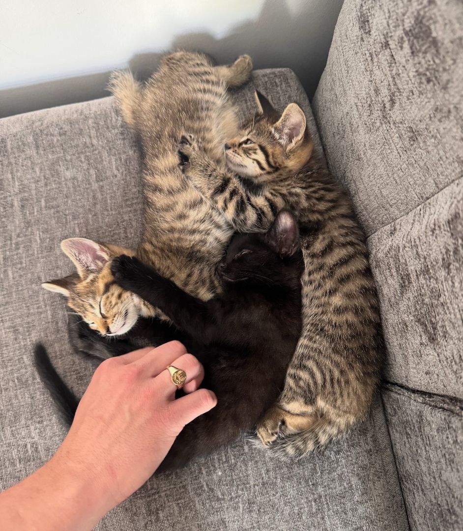 Die süßesten sibirischen Kätzchen