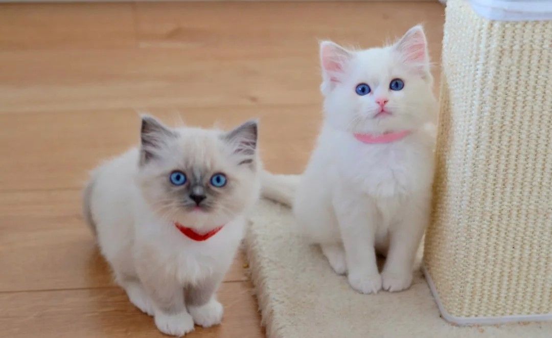 Wunderschöne Ragdoll-Kätzchen