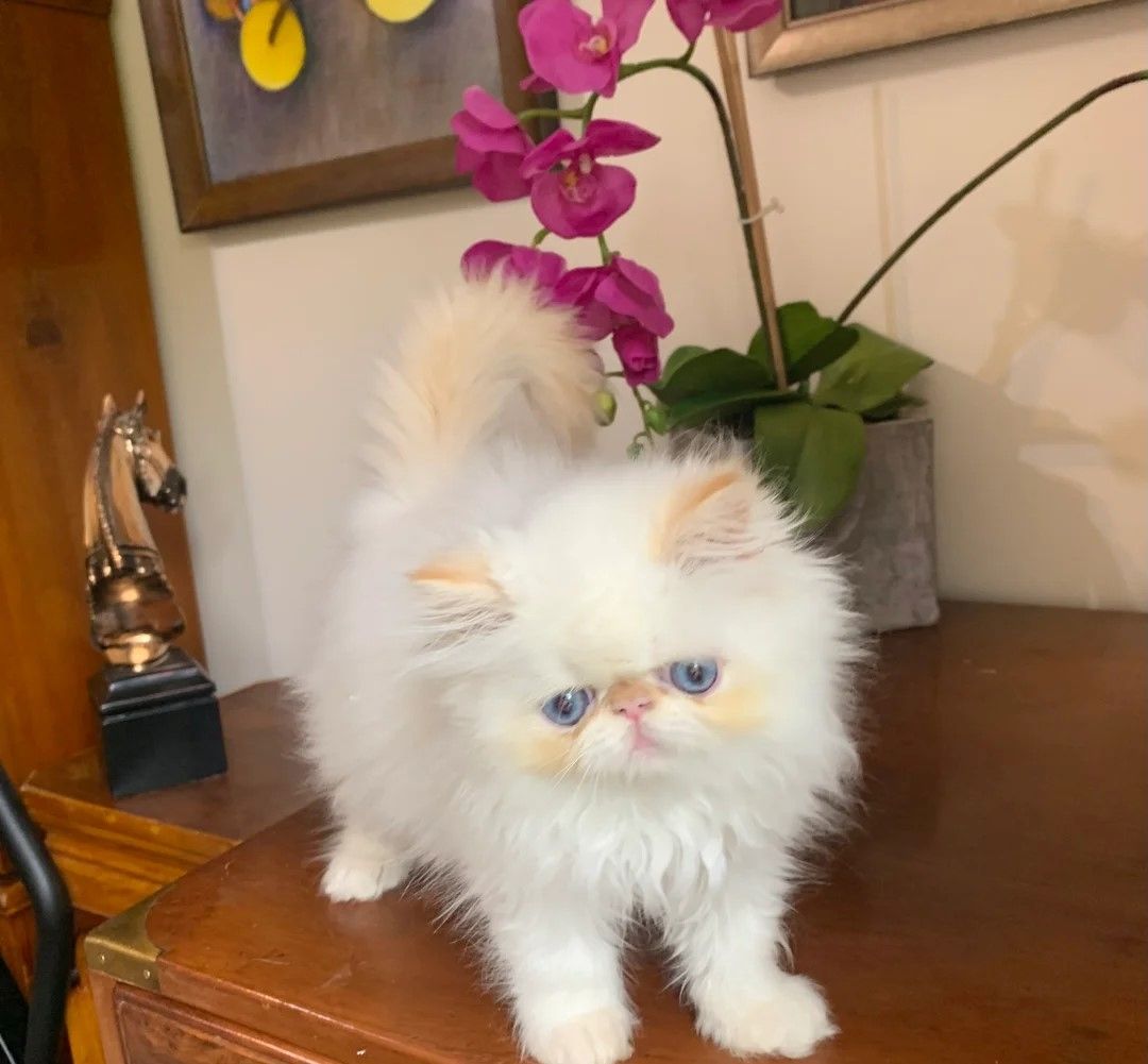 Atemberaubende Perserbabys mit blauen Augen