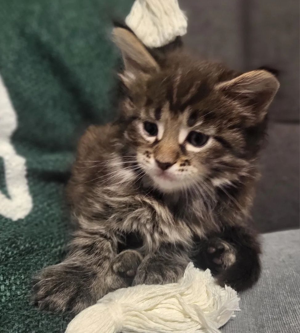 3 Maine-Coon-Kätzchen