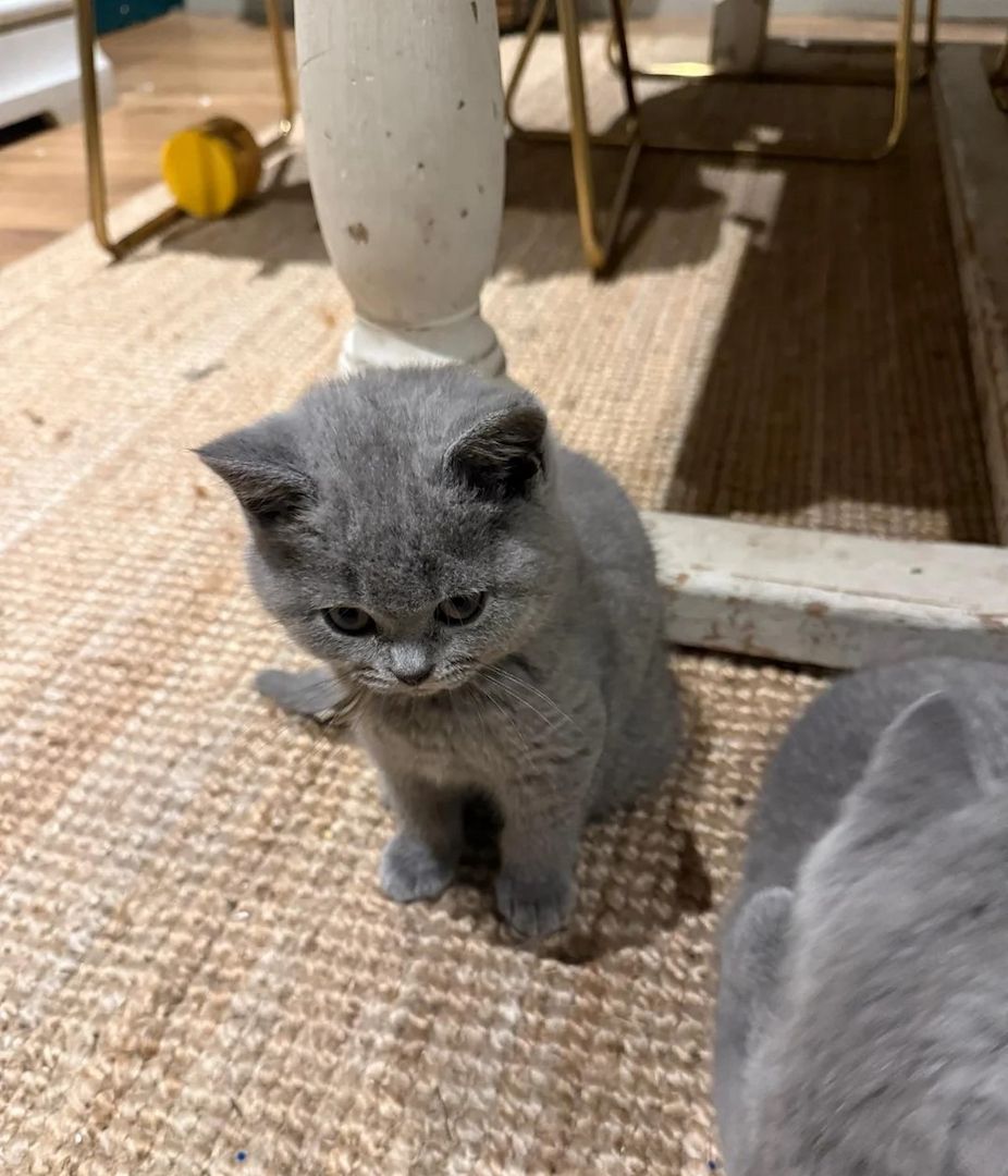 Wunderschöne und lebhafte Britisch Kurzhaar-Kätzchen