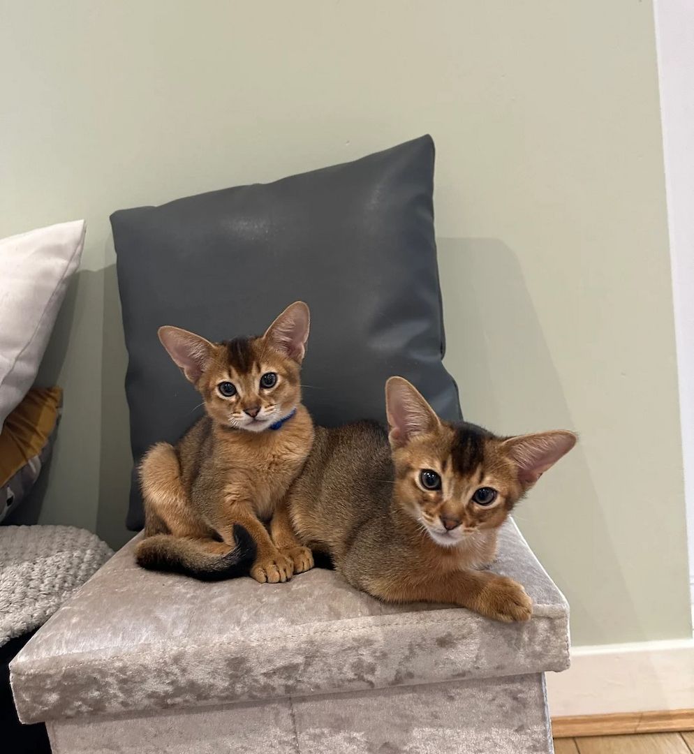 4 Abessinier-Kätzchen abzugeben