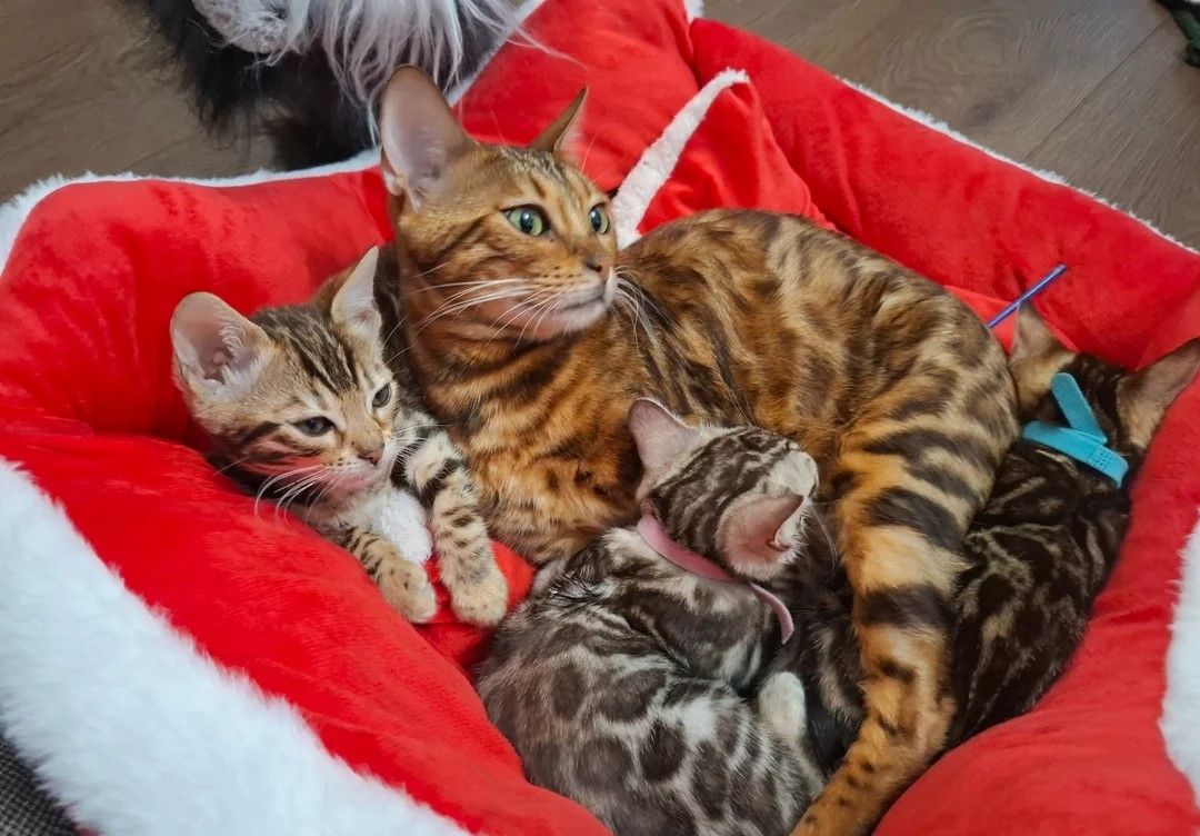Atemberaubende reinrassige Bengalkätzchen in Blau