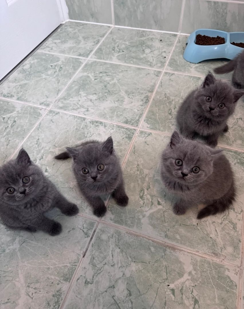 Süße BKH Kitten suchen ein liebevolles Zuhause BITTE BESCHREIBUNG LESEN!