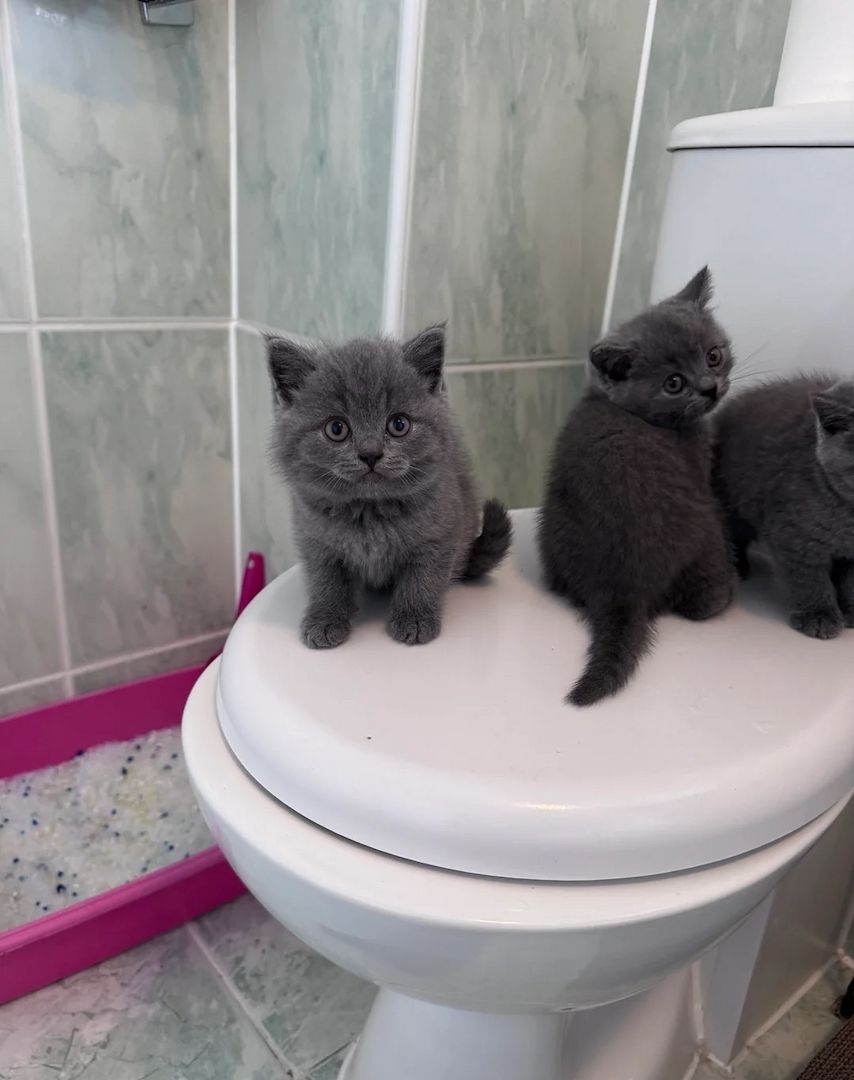 Süße BKH Kitten suchen ein liebevolles Zuhause BITTE BESCHREIBUNG LESEN!