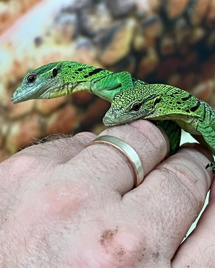 Grüne Baumwarane (Varanus prasinus) zu verkaufen