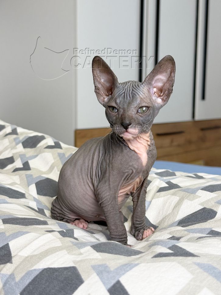 Don Sphynx Kitten mit Schnurrhaaren