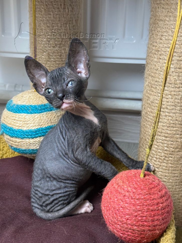 Don Sphynx Kitten mit Schnurrhaaren
