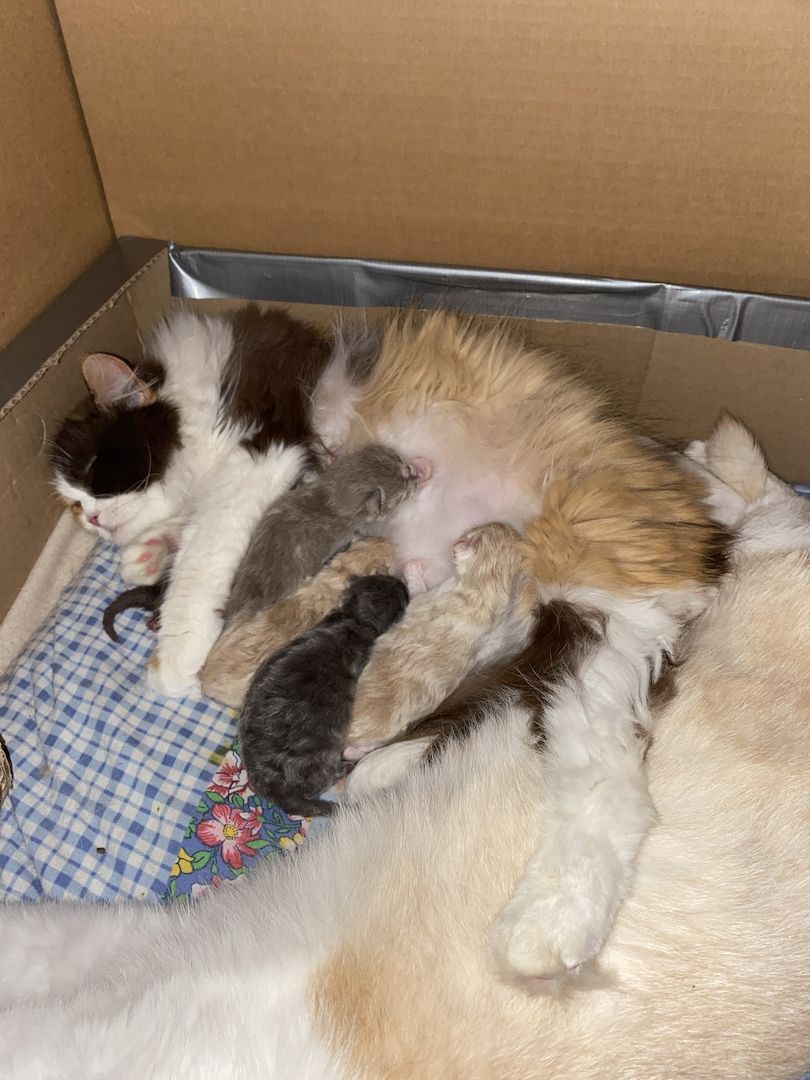 2 BLH Babys suchen neue Eltern :-)