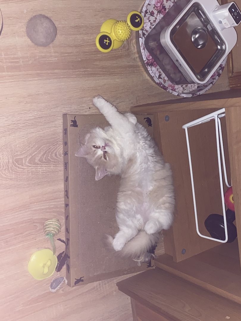 2 BLH Babys suchen neue Eltern :-)