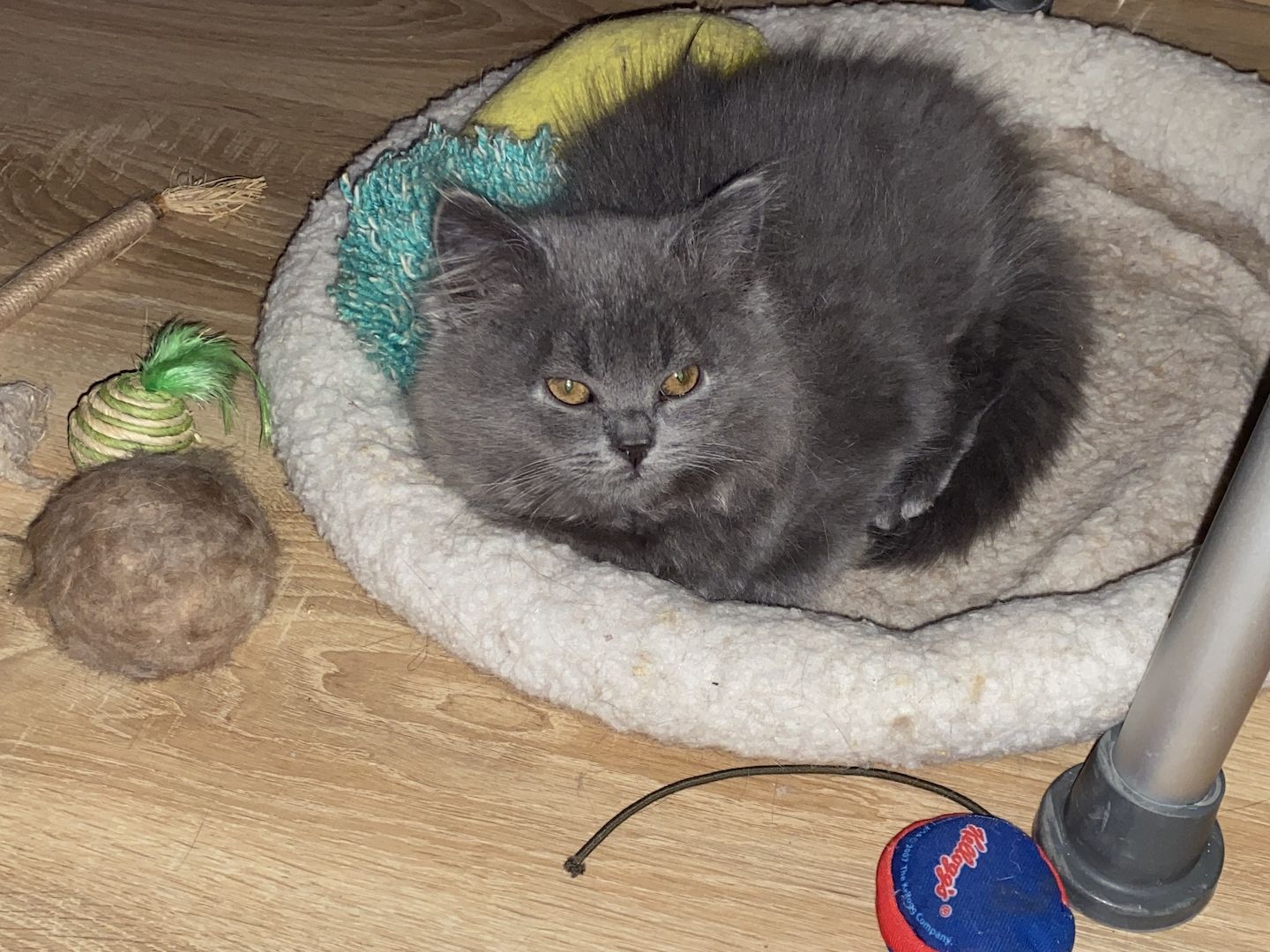 2 BLH Babys suchen neue Eltern :-)