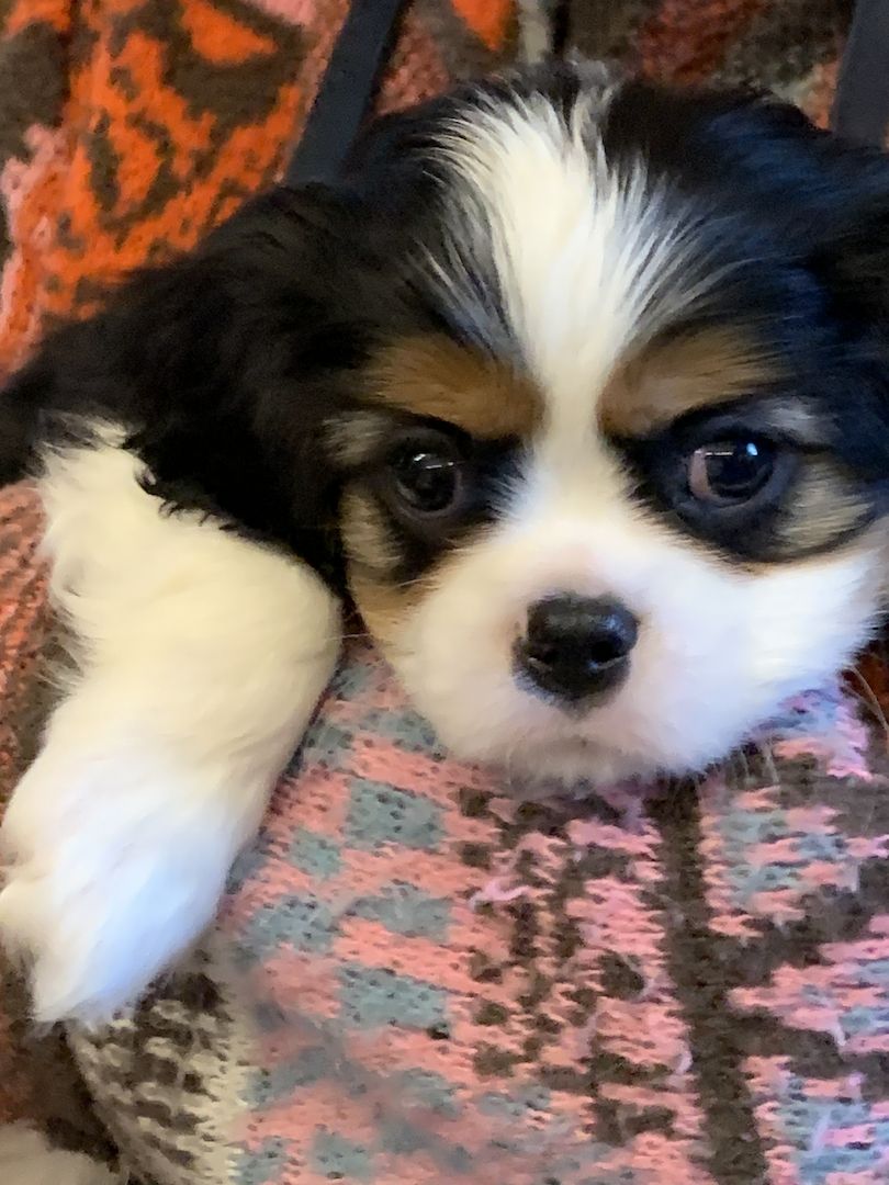 Cavalier-King-Charles-Spaniel-Welpe