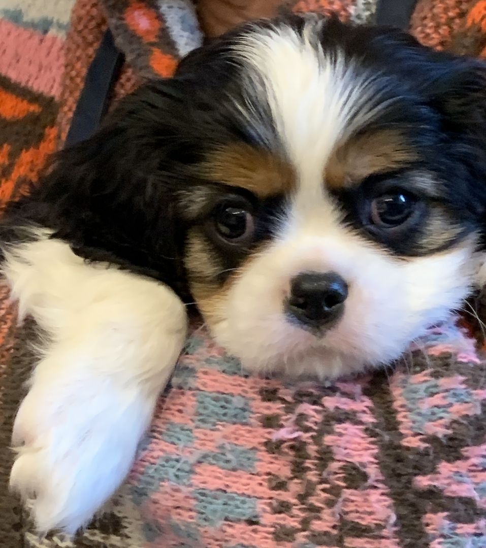 Cavalier-King-Charles-Spaniel-Welpe