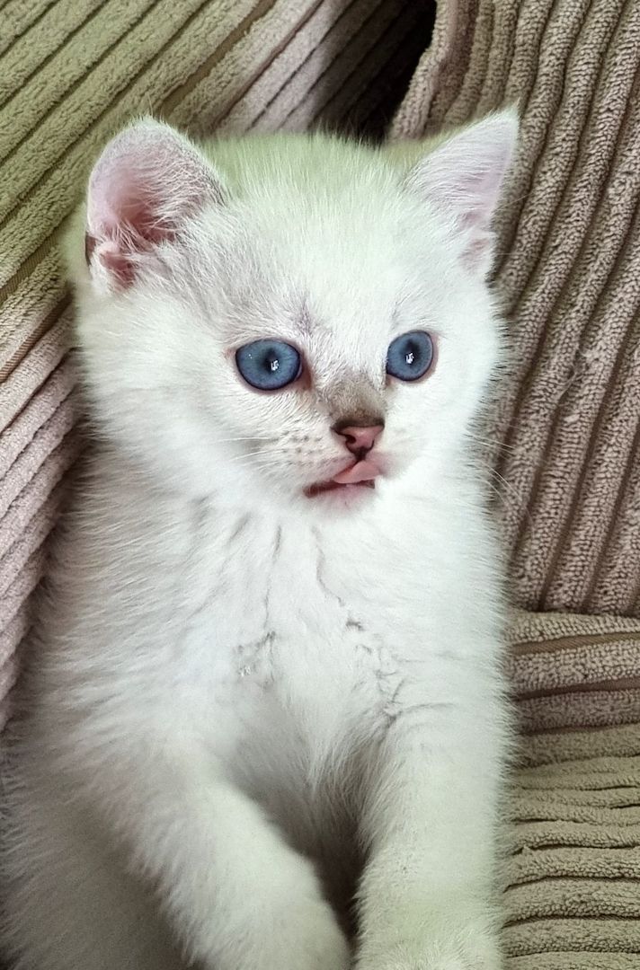 Supersüße Kitten mit blauen Augen BKH GEIMPFT! seal-silver-shaded-point ns 11 33 reinrassig!