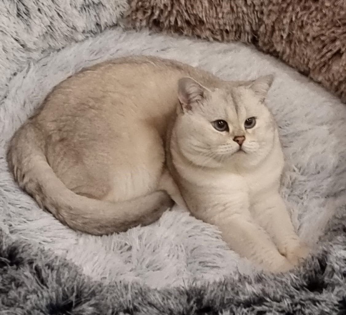 Deckkater Stammbaum blauen Augen BKH Farbe seal-silver-shaded-point ns 11-33