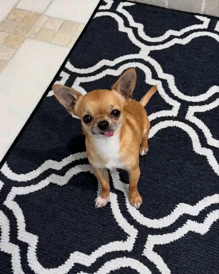 Chihuahua