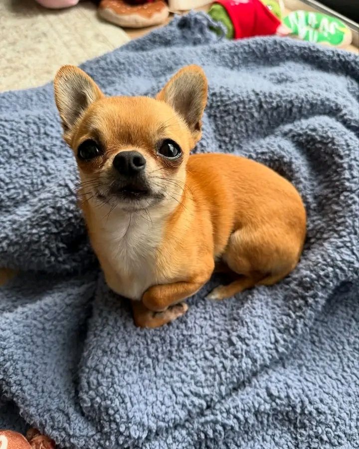 Chihuahua