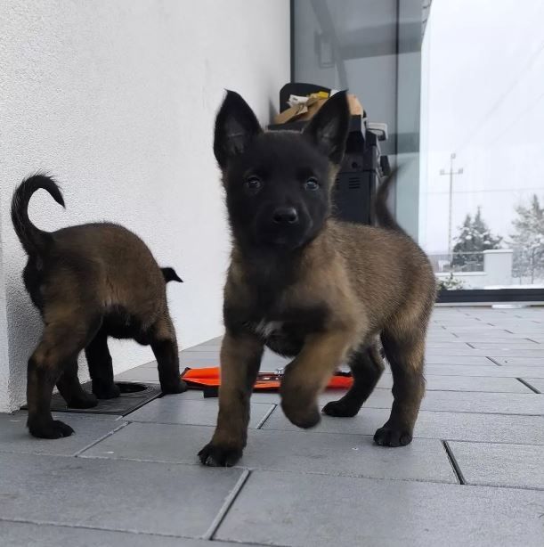 Belgische Schäferhundwelpen abzugeben