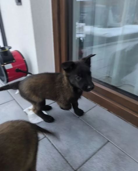 Belgische Schäferhundwelpen abzugeben