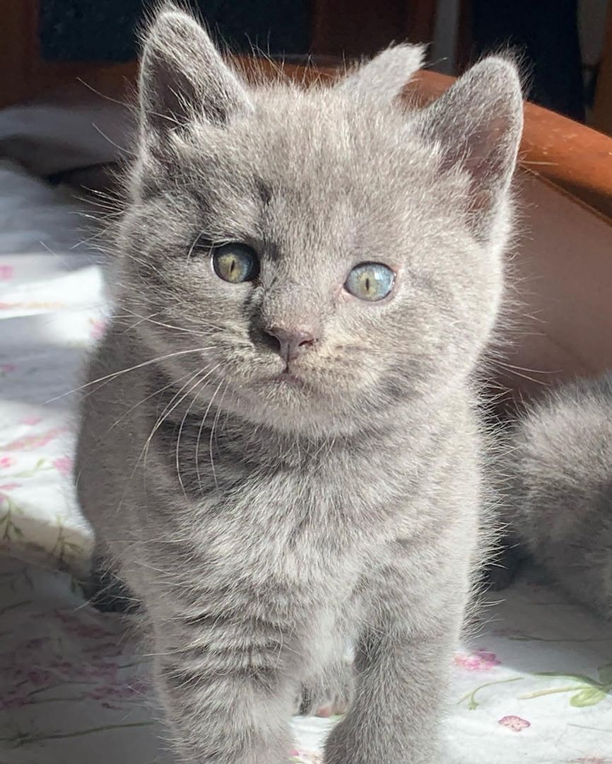 Chartreux-Kätzchen warten auf Sie