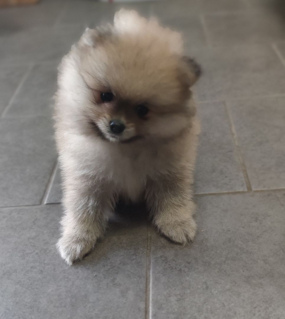 Zwergspitz Pomeranian