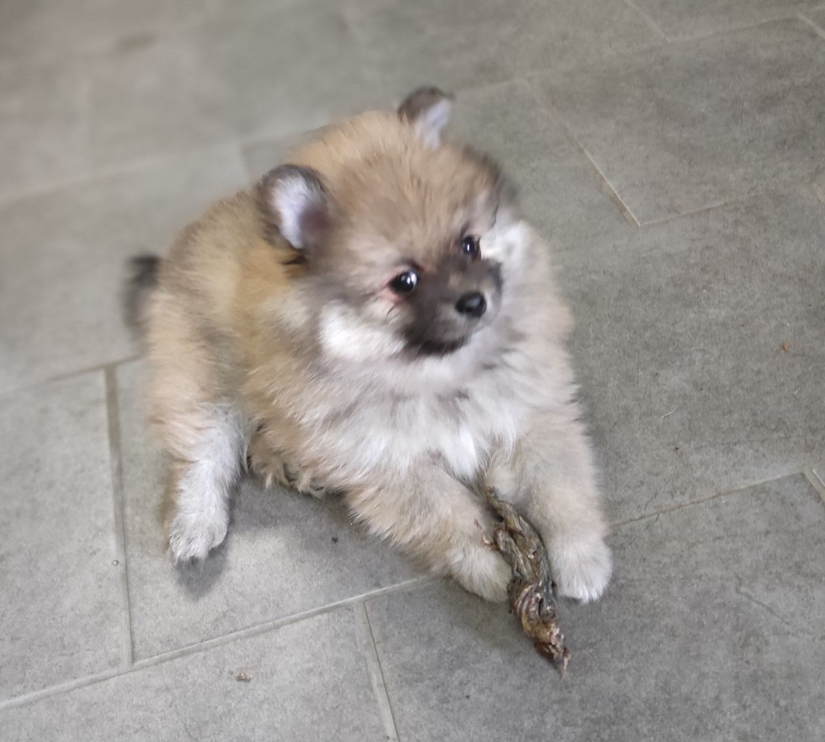 Zwergspitz Pomeranian
