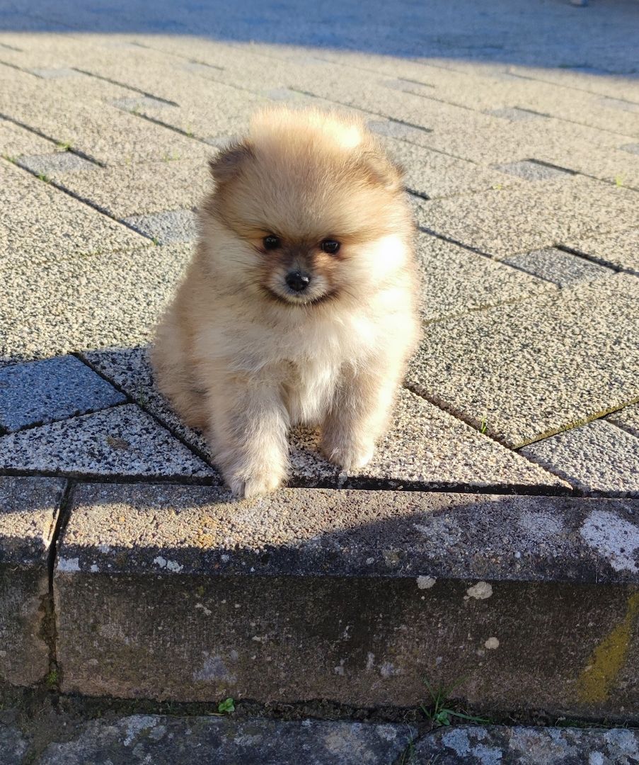 Zwergspitz Pomeranian
