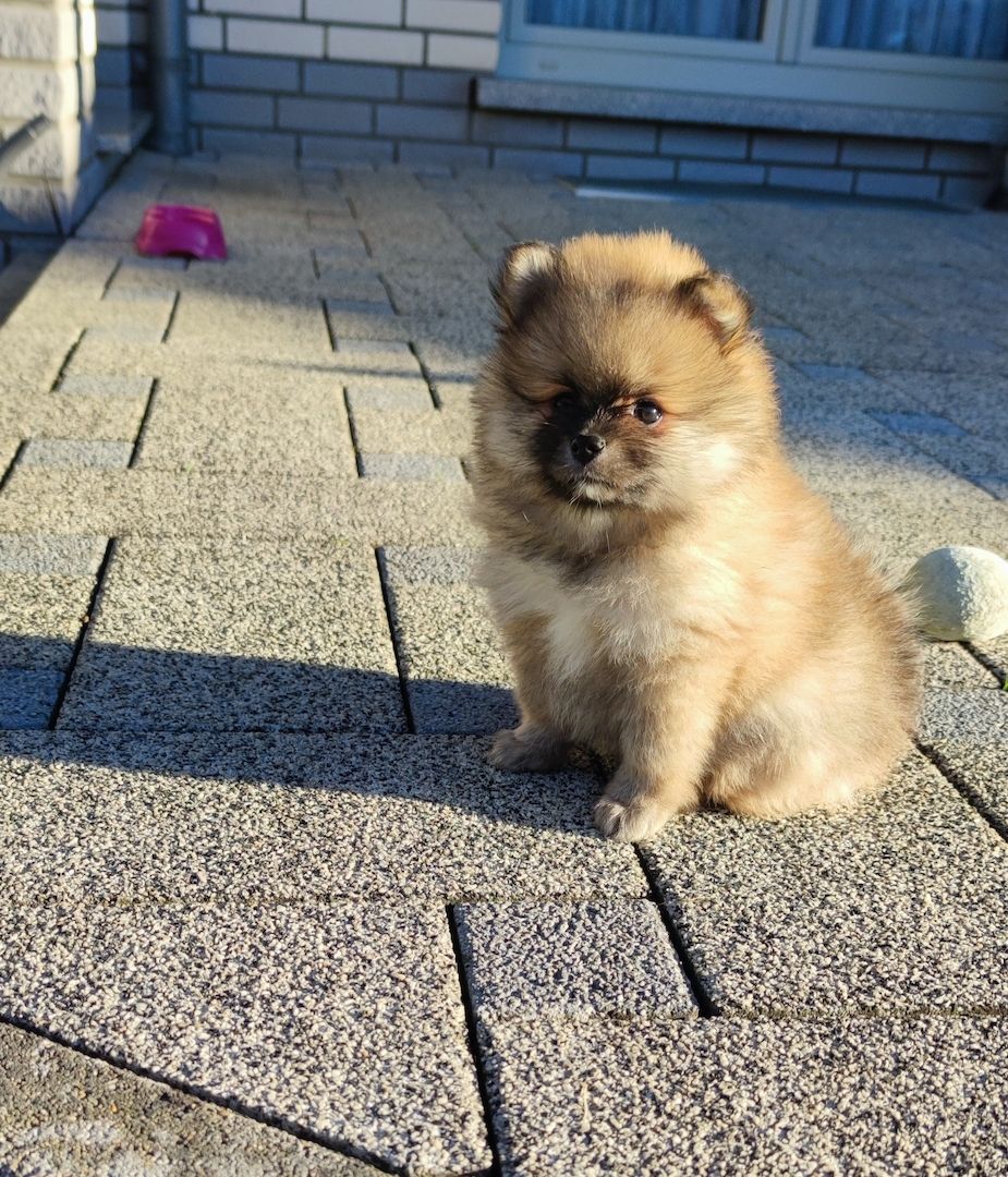 Zwergspitz Pomeranian
