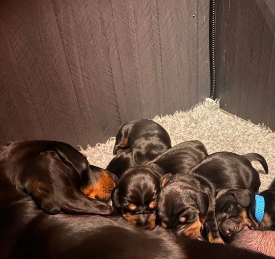 Dackelwelpen suchen ein neues Zuhause