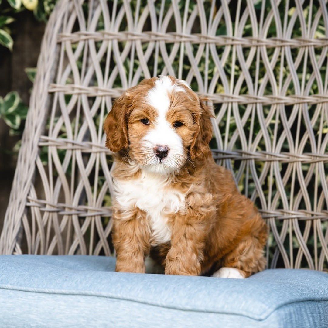 Entzückende Maltipoo-Welpen