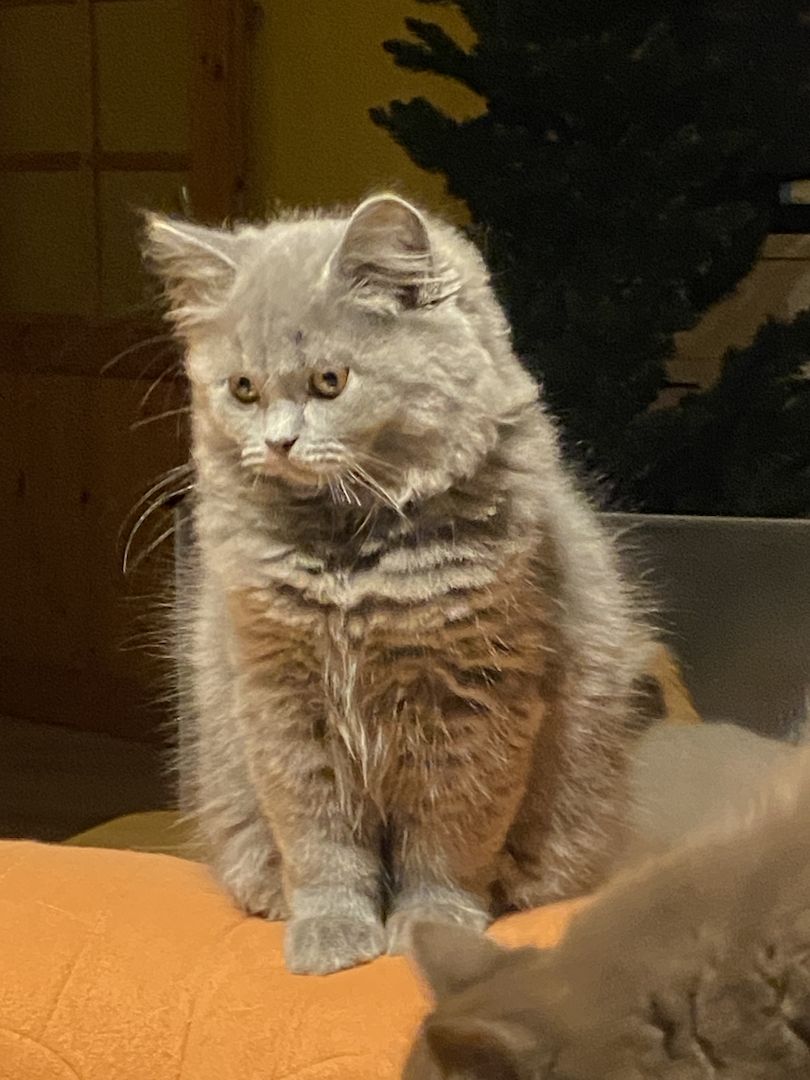 nur noch ein BLH Baby mit Stammbaum sucht sein neues Lieblingszuhause