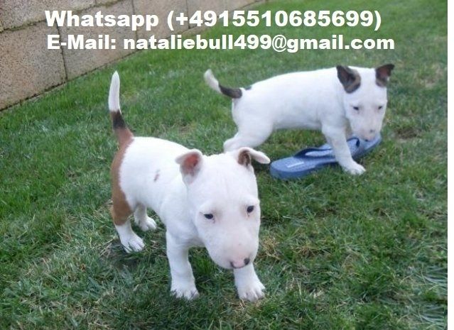 Mini-Bullterrier-Welpen m/w