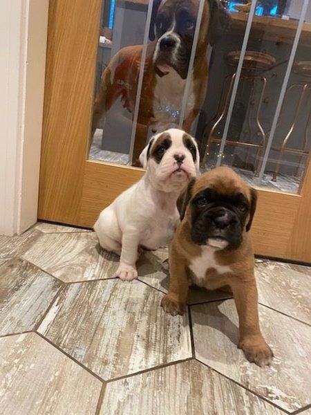 Boxer Welpen