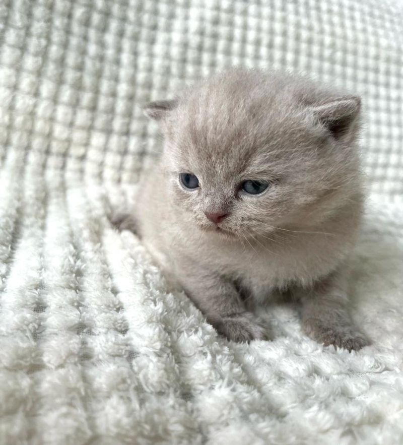 BHK Britisch Kurzhaar Rüden und Hündinnen