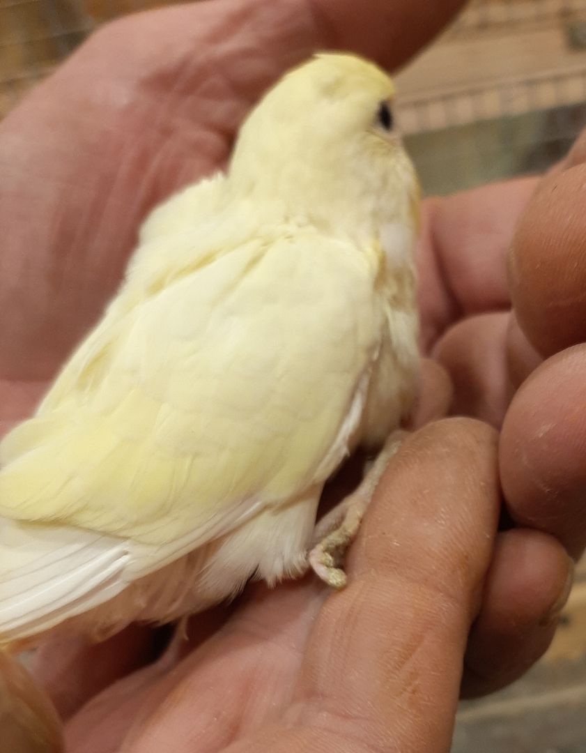 Wunderschöner Wellensittich