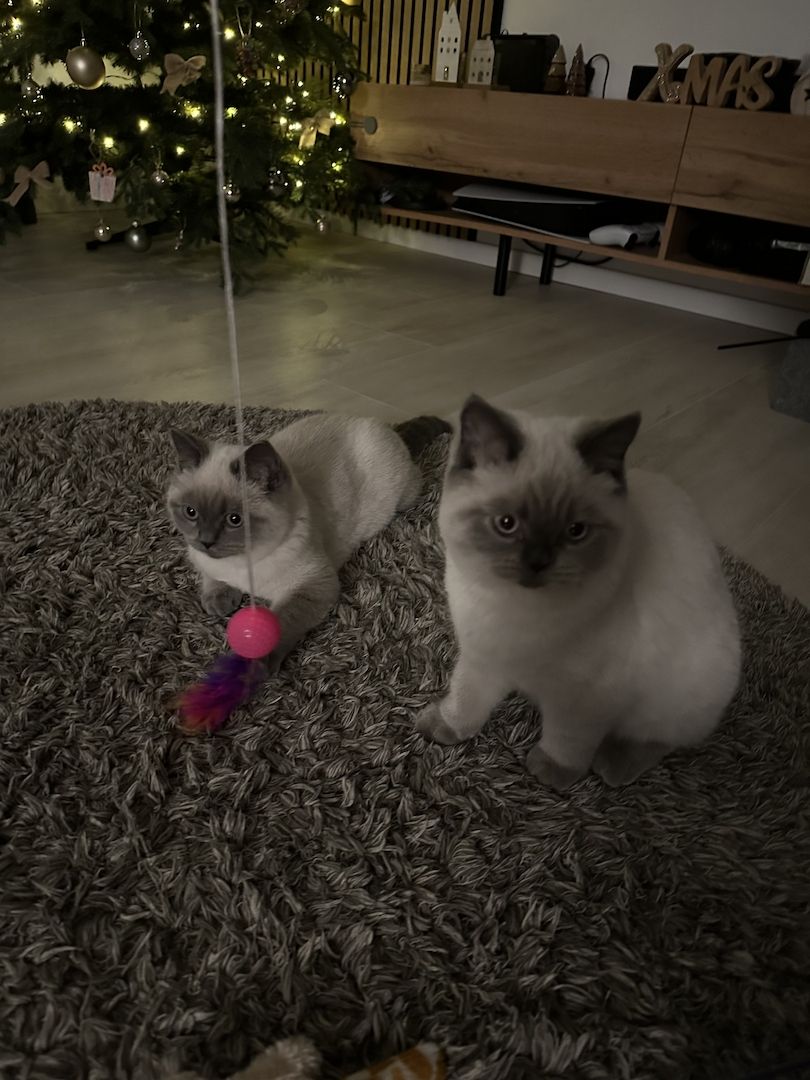 BKH-Geschwister (4 Monate) suchen gemeinsam ein Für-Immer-Zuhause