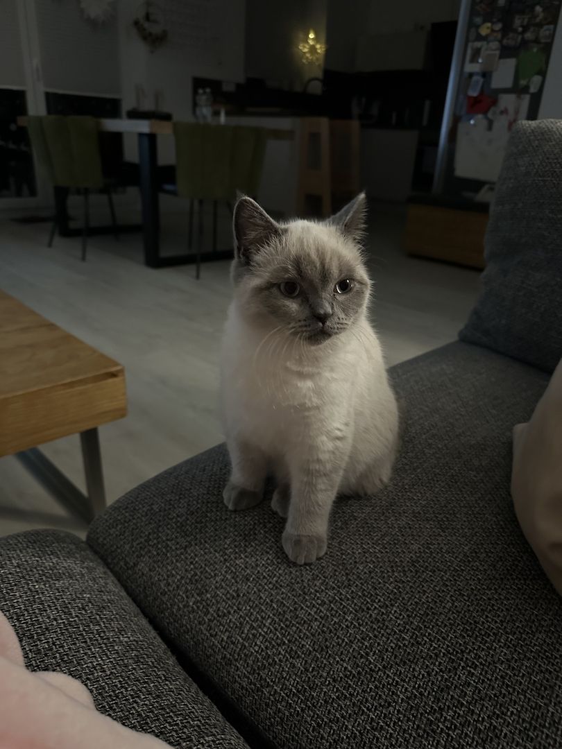 BKH-Geschwister (4 Monate) suchen gemeinsam ein Für-Immer-Zuhause