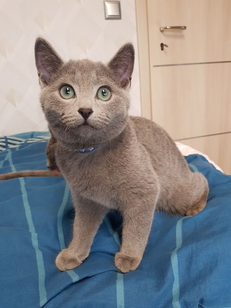 Reinrassiges Russisch Blau Kitten Männchen