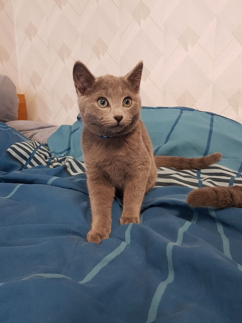 Reinrassiges Russisch Blau Kitten Männchen