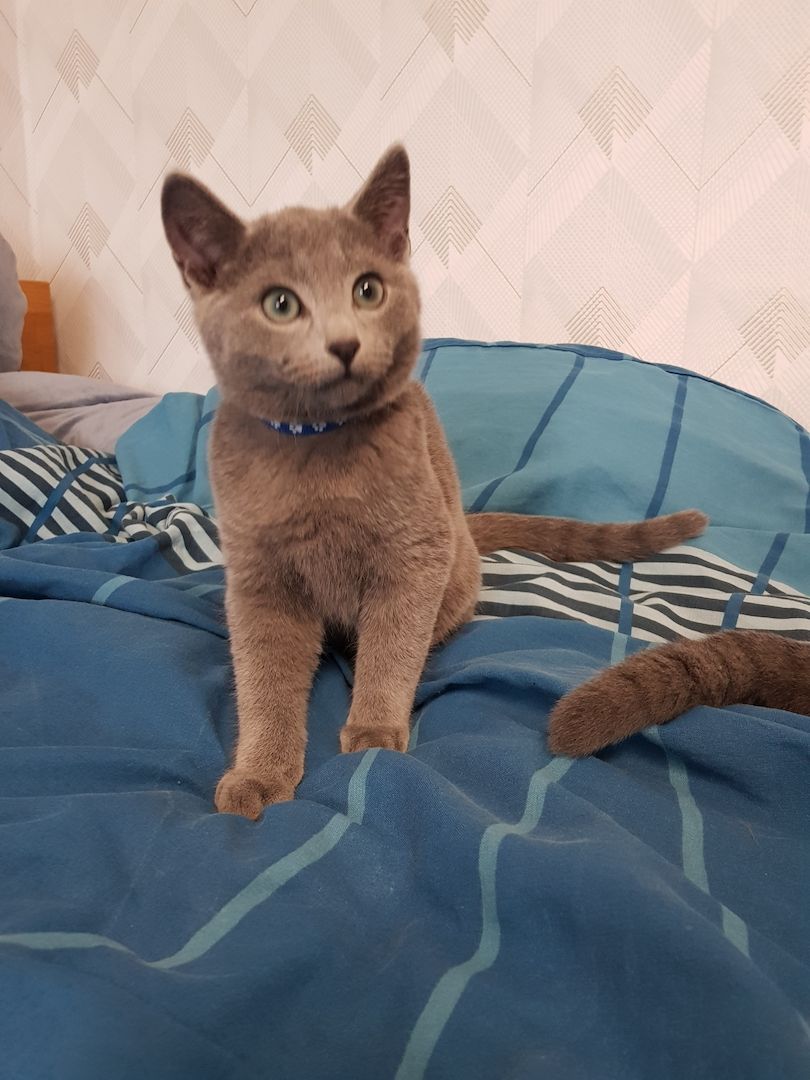 Reinrassiges Russisch Blau Kitten Männchen