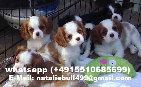 Cavalier King Charles Spaniel welpen
